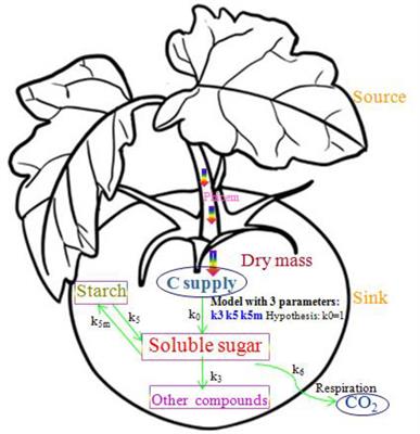 SUGAR Model-Assisted Analysis of Carbon Allocation and Transformation in Tomato Fruit Under Different Water Along With Potassium Conditions